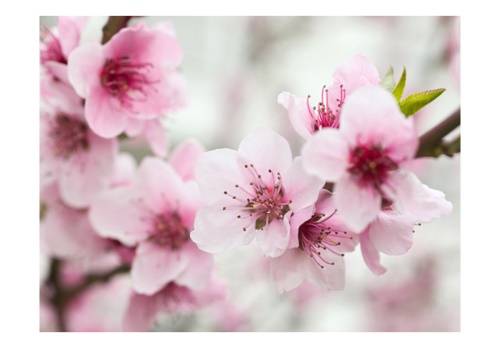 Fototapeta - Spring, blooming tree - pink flowers