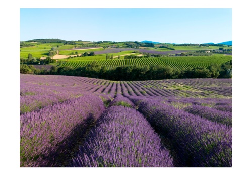 Fototapeta - Lavender fields