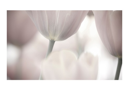 Fototapeta - Tulips fine art - black and white