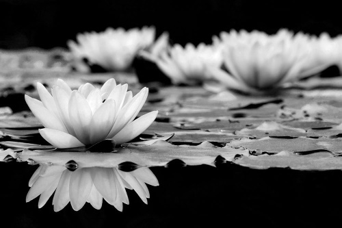 Tapeta lotosový květ černobílý