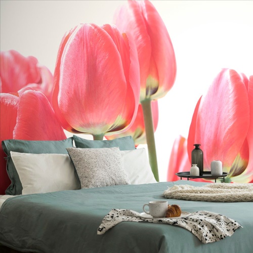 Tapeta červené polní tulipány