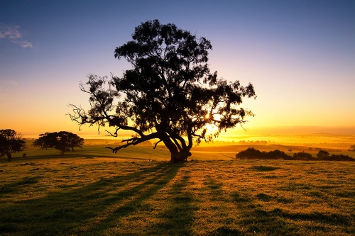 Fototapeta strom při západu slunce