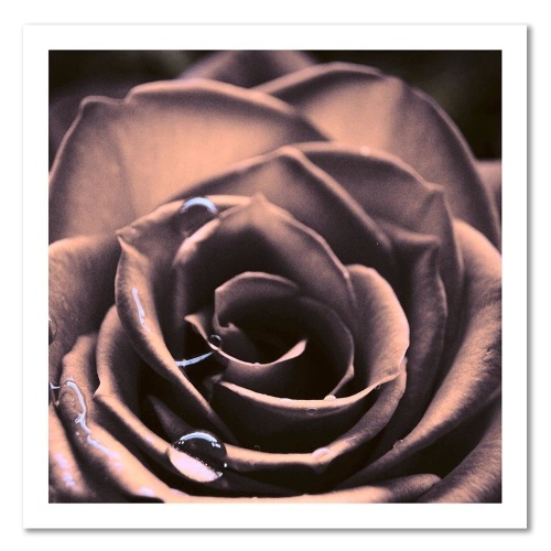 Obraz na plátně Růže Květina Rostlina