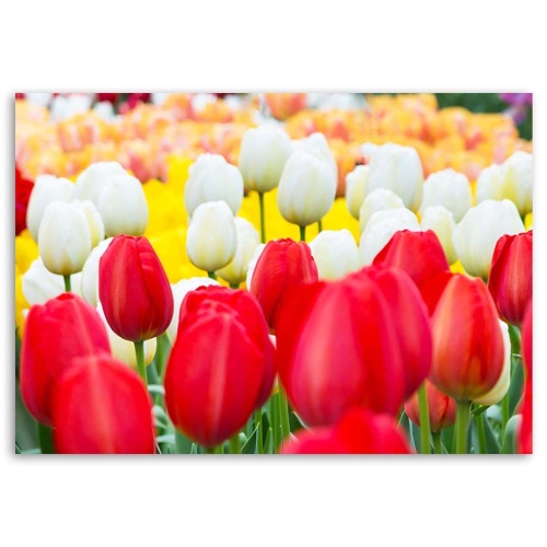 Obraz na plátně Tulipány Květiny Příroda Rostliny