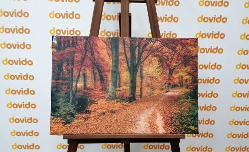 Obraz les v podzimním období