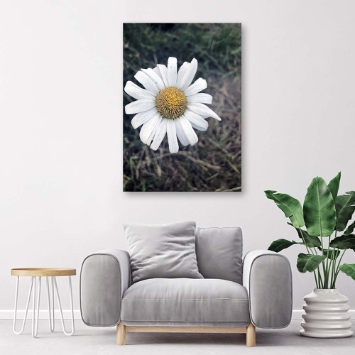Obraz na plátně Květy heřmánku Příroda