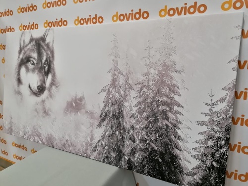 Obraz vlk v zasněžené krajině v černobílém provedení