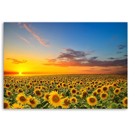 Obraz na plátně Slunečnice Květiny Západ slunce