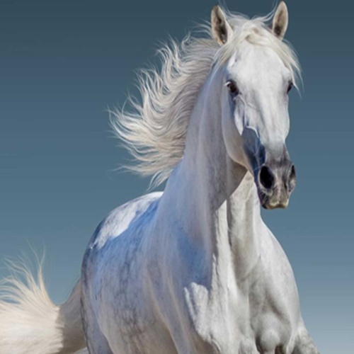 Ozdobný paraván Bílý cválající kůň