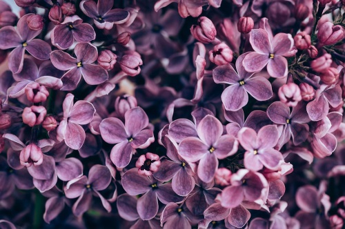 Tapeta šeřík fialové květy