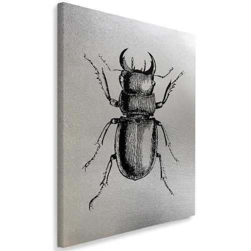Obraz na plátně Brouk Hmyz