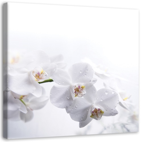 Obraz na plátně Bílá orchidej Příroda