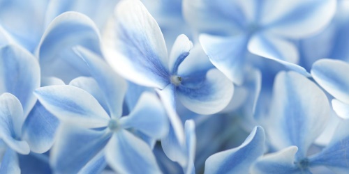 Obraz modro-bílé květy hortenzie