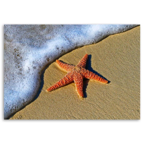 Obraz na plátně Písek na pláži s hvězdicemi