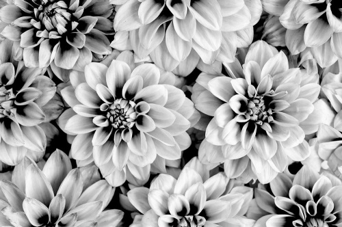 Tapeta nádherné květiny v černobílém