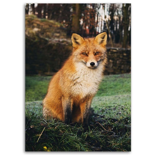 Obraz na plátně Liška Lesní příroda Zvířata