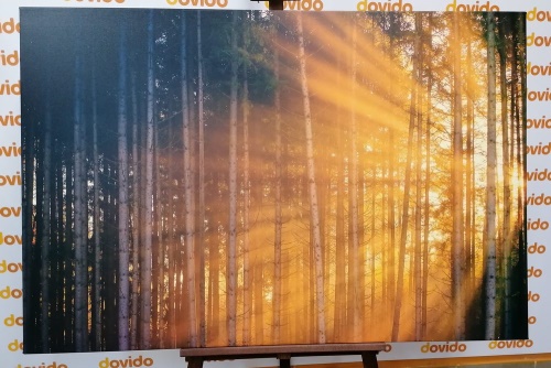 Obraz slunce za stromem