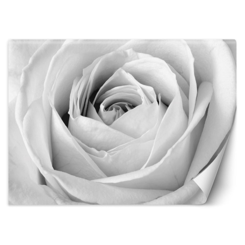 Fototapeta, Květy bílé růže Makro