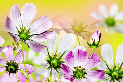 Obraz letní květiny