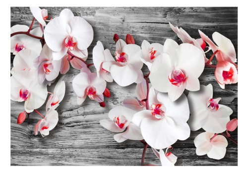 Fototapeta - Callous orchids