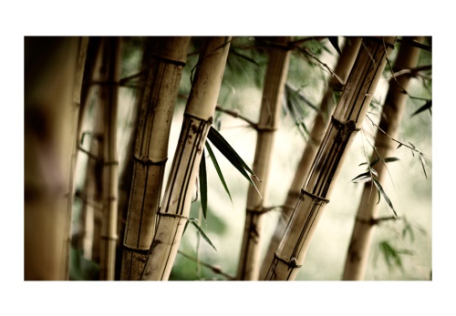 Fototapeta - Fog and bamboo forest