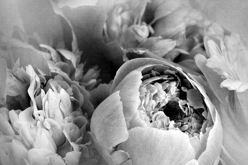 Samolepící tapeta černobílé lupínky květu