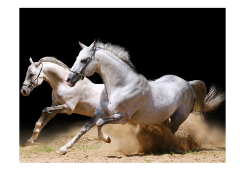 Fototapeta - Galloping horses on the sand